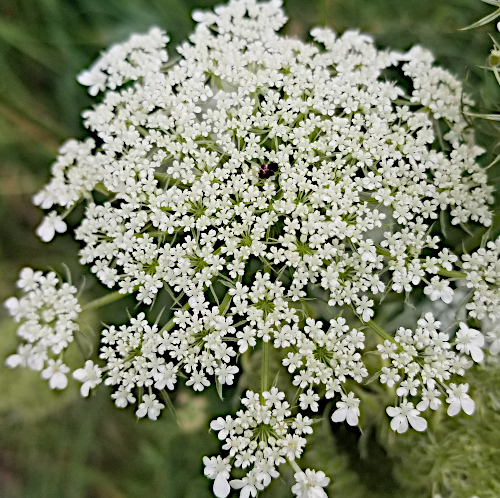 Wilde Möhre / Daucus carota